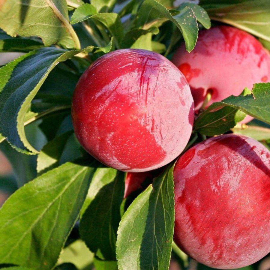 3210788089_sazhentsy-slivy-autumn.jpg Саджанці сливи "Аутумн гігант" (пізньоспілий сорт) - Зображення 1