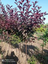 Саджанці штамбової сливи "Pissardi" (штамб Н 1,3-1,5 м) - Зображення 2