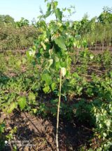 Саджанці берези плакучої на штамбі( H1.2-1.5м)  Pendula - Зображення 2