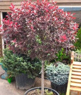 Саджанці штамбової сливи Globosa Ruby (Глобоза Рубі) (1,0–1,5 м + крона) - Зображення 3