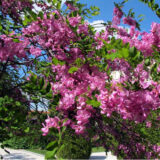 Саджанці акації шаровидної на штамбі(Н - 1,2-1,5) - Зображення 4