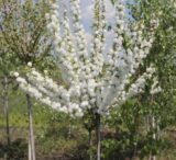 Саджанці мигдалю трилопатевого "Альба Плена"  (штамб Н 1-1,4м)