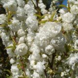 Саджанці мигдалю трилопатевого Альба Плена  (штамб Н 1-1,4м) - Зображення 2