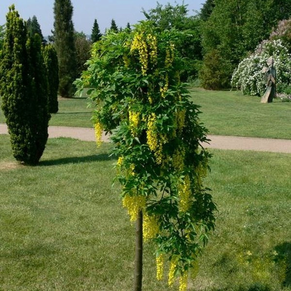 3225405027_sazhentsy-bobovnik-alpijskij.jpg Саджанці бобовник альпійський Pendulum (Н - 1-1,2) - Зображення 1