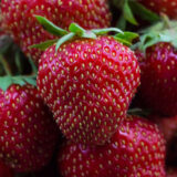 Саджанці полуниці "Магнус",пізньоспілий сорт (10 шт.)