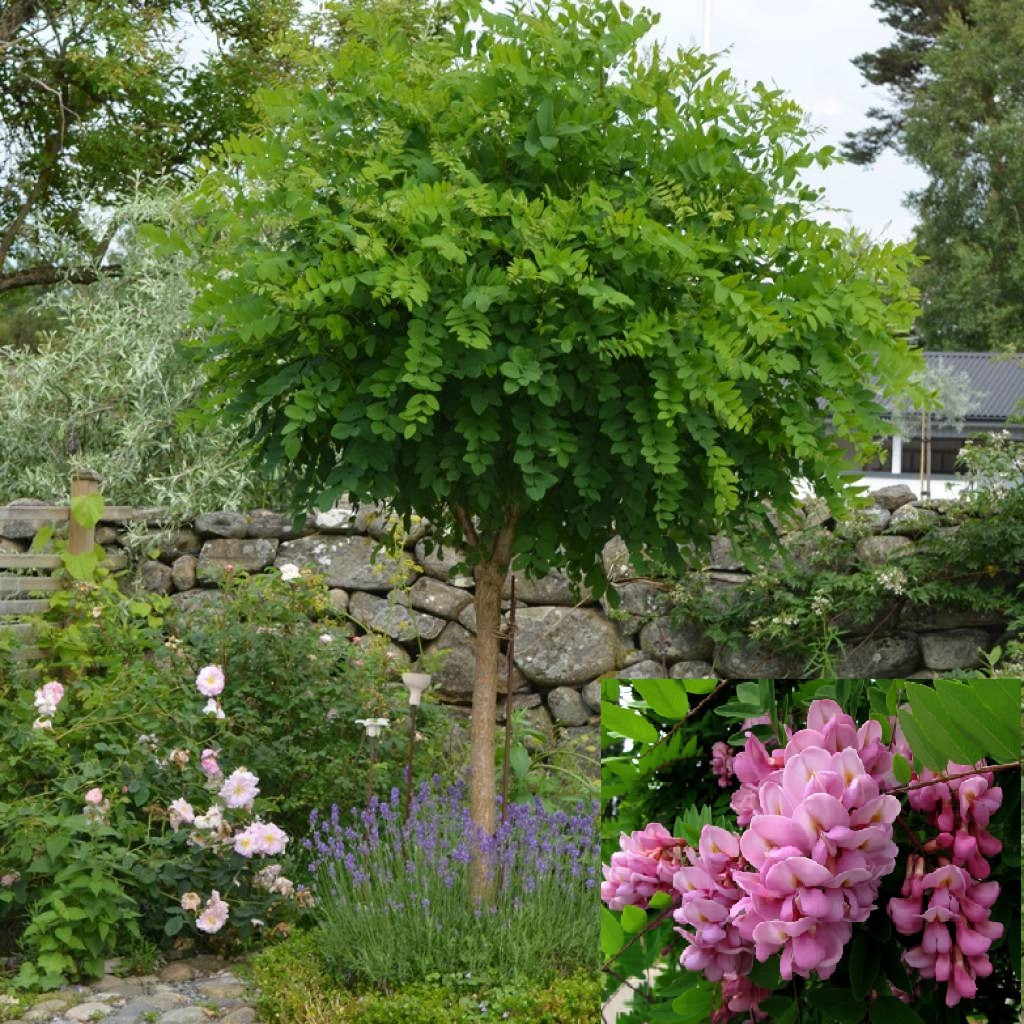 3226766911_sazhentsy-akatsii-sharovidnoj.jpg Саджанці акації шаровидної на штамбі(Н - 1,2-1,5) - Зображення 1