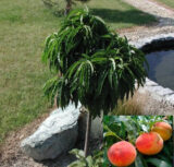 Саджанці персика колоновидного "Медового" на штамбі  (Н 0,8-1,2м)