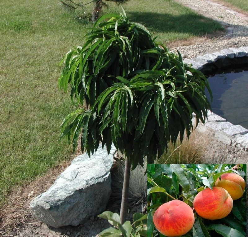 3227472825_sazhentsy-persika-kolonovidnogo.jpg Саджанці персика колоновидного "Медового" на штамбі (Н 0,8-1,2м) - Зображення 1