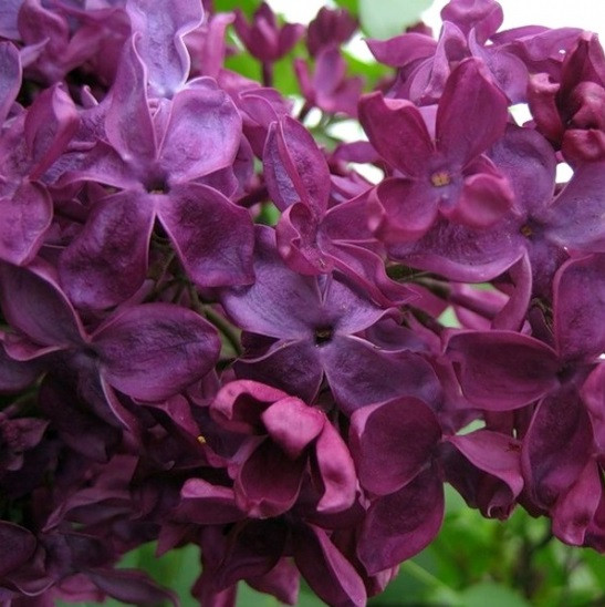 3252433187_sazhentsy-sireni-poltava.jpg Саджанці бузку "Полтава" (щеплений) - Зображення 1