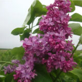 Саджанці бузку "Богдан Хмельницький" (привитий) - Зображення 2