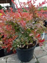 Барбарис "Coral" (Корал) - Зображення 3