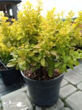 Барбарис "Summer Sunset" (Саммер Сансет) - Зображення 2