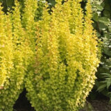 Барбарис "Summer Sunset" (Саммер Сансет)