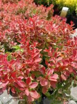 Барбарис "Admiration" (Адмірейшн) - Зображення 3