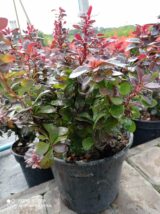 Барбарис "Concorde" (Конкорд) - Зображення 4