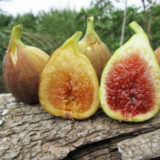 Саджанці інжиру "Брунсвік" (білий) (0,5-0,7м)