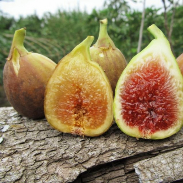 3314297857_sadzhantsi-inzhiru-brunsvik.jpg Саджанці інжиру "Брунсвік" (білий) (0,5-0,7м) - Зображення 1