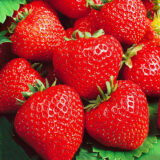 Саджанці полуниці "Кабрілло" ремонтантний сорт (10 шт.)