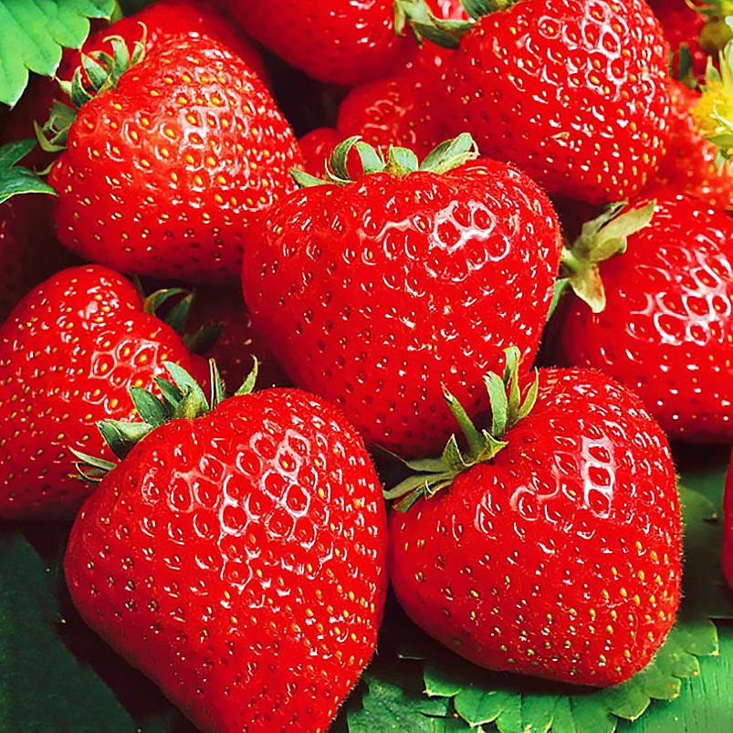 3381426801_sazhentsy-klubniki-kabrillo.jpg Саджанці полуниці "Кабрілло" ремонтантний сорт (10 шт.) - Зображення 1