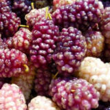 Саджанці шовковиці "Принцеса" (щеплена) - Зображення 2