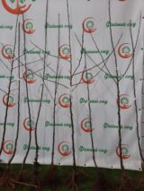 Саджанці яблуні "Скарлет Сюрпрайз" - Зображення 2