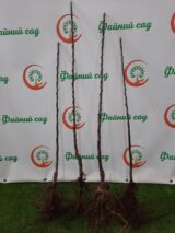 Саджанці колоновидної яблуні "Президент" - Зображення 2