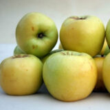 Саджанці яблуні "Антонівка"