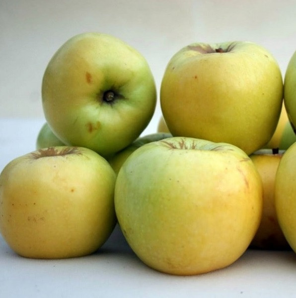 3518745413_sazhentsy-yabloni-antonovka.jpg Саджанці яблуні "Антонівка" - Зображення 1