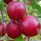 Саджанці яблуні "Аріва"