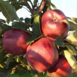 Саджанці яблуні "Ред Чіф"