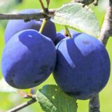 Саджанці сливи "Топ Хит" (пізньоспілий сорт)