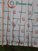 Саджанці груші "Бере Боск" (Бере Олександра) - Зображення 2