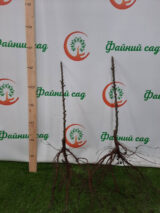 Саджанці колоновидної груші "Декора" - Зображення 2