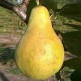 Саджанці груші "Конкорд"