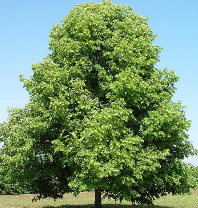 3643314595_sazhentsy-lipy-krupnolistnoj.jpg Саджанці липи крупнолистої - Зображення 1