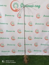 Декоративна райська яблуня "Чилс Випинг" Pendula  (штамб Н 1,2-1,8м) - Зображення 3