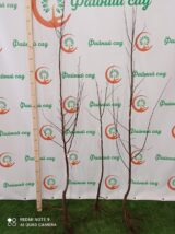 Саджанці айви "Марія" (середньостиглий сорт) - Зображення 2