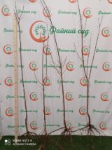 Саджанці абрикосу "Perle Cot" (середньоспілий сорт) - Зображення 3