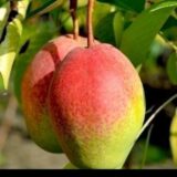 Саджанці груші "Киргизька" - Зображення 2