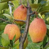 Саджанці груші "Киргизька"