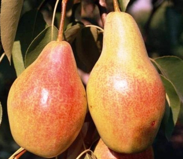 3645215880_sazhentsy-grushi-lesnaya.jpg Саджанці груші "Лісова Красуня" - Зображення 1