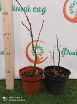 Саджанці каштану їстівного "Castanea sativa" 0,8 - 1м - Зображення 5