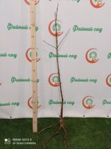 Саджанці колоновидного абрикосу "Принц Март" (пізньоспілий сорт) - Зображення 2