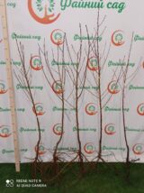 Саджанці персика "Інка" (пізньоспілий сорт, польська селекція) - Зображення 3