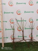 Персик червонолистий колоновидний Бургунді (пізньоспілий сорт) - Зображення 3