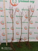 Саджанці нектарину "Ребус" (середньоранній сорт) - Зображення 3