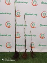 Саджанці інжиру "Медовий" (0,5-0,7 м) - Зображення 2