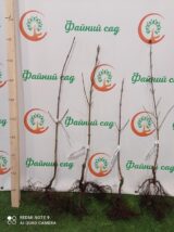 Саджанці кизилу "Янтарний" (щеплений) - Зображення 2