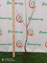 Саджанці черешні "Космічна" (середньоспілий сорт) - Зображення 4