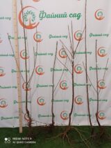 Саджанці черешні "Мелітопольська" (середньоспілий сорт) - Зображення 4